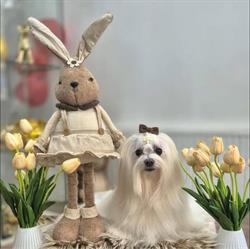 Dog Gold Dog grooming Salon