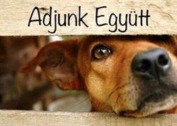 Adjunk Együtt