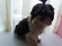 A yorki kutyakozmetika