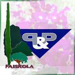 P&P Faiskola