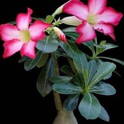 Adenium Kertészet