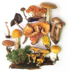 Medicinal Mushroom Products