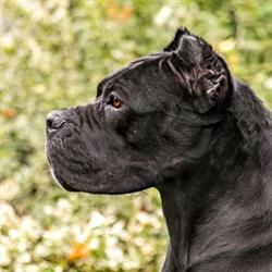 Stella Luminosa Cane Corso Kennel