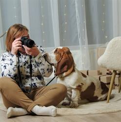 Nagyhegyi Pajkos Basset Hound Kennel és Pajkos Kutyapanzió