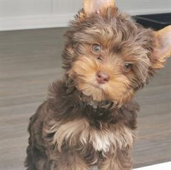 Puppy for you kennel
