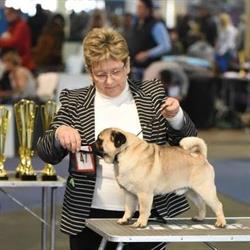 Szent Főnix-bergi mopsz kennel