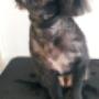 Mimi