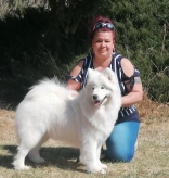 Sunlight Angels Samoyed kennel