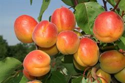 Zamat Farm