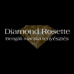 Diamond Cat-Bengáli Macska tenyészet