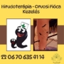 Pióca kezelés-Hirudoterapia