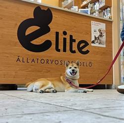 Elite Állatorvosi rendelő