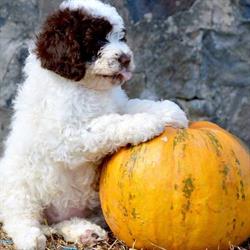 Lagotto Romagnolo-Friendly Lagotto Kennel
