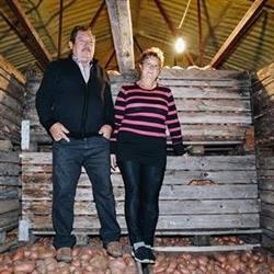 Balatoni rózsa burgonya