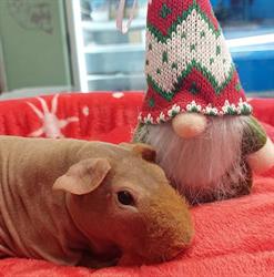 Zoohome Díszállatkereskedés