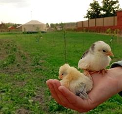 Jurtafarm Ráckeve