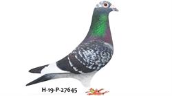 jan-aarden-pigeons.com
