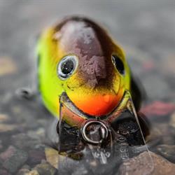 Rapala VMC Hungary Zrt.
