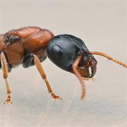 AntSite üzlet