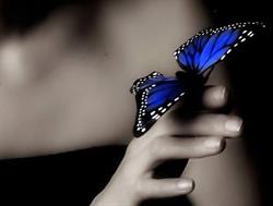 Papillon Pszichológia
