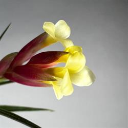 tillandsia.hu