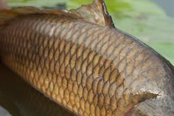 Tiszaugi Holtág