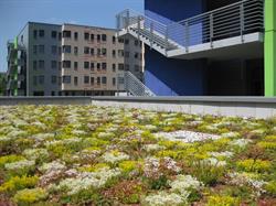 GREEN ROOF- Archigreen Ltd.