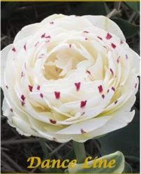 Tulipanshop.hu