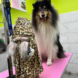 CoolDog Grooming