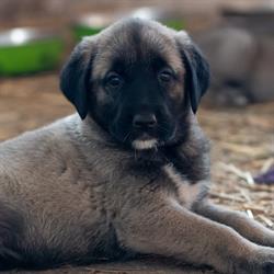 Wild Souls Kangal Kennel