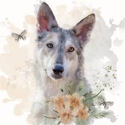 Saarlooswolfhond Kennel Netis Tala