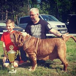 Della Grandozza Mastino Napoletano Kennel