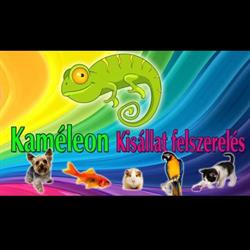 Kaméleon kisállatfelszerelés