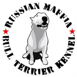 Russian Maffia Bull Terrier Kennel