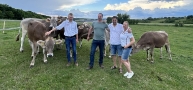 Brown Swiss Szarvasmarha Import lebonyolítása