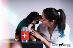 JANKA Berni pásztorkutya szakkozmetika/ kutyakozmetika