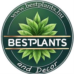 Best Plants and Decor Kft.