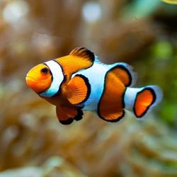 Angel Pet Shop Eger