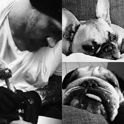 Lazy Bulldogz Tattoo