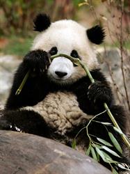 Panda vegyesbolt