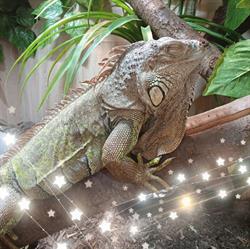 SnakeBite Egzotikus és Díszállat kereskedés