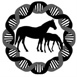 DNS Ranch