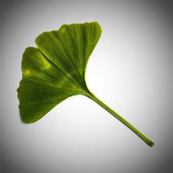 Ginkgo Gyógynövénybolt