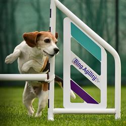 Bing Dog Sport Akadémia