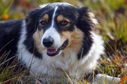 Kate's Farm Border Collie Kennel