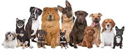 M & R Grooming & Spa Kutyakozmetika Deutschsprachige Hundefriseursalon Rugalmas nyitvatartással!