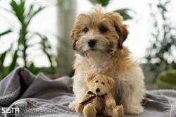 Dream Team Dog Farm B. Havanese Kennel