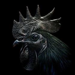 Black Rooster Tattoo Studio