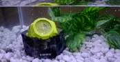 G-Shock water teszt
