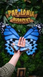 Papilonia Lepkevilág Budapest - Butterfly House